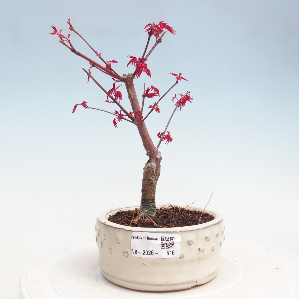 Outdoor bonsai - Acer palmatum DESHOJO