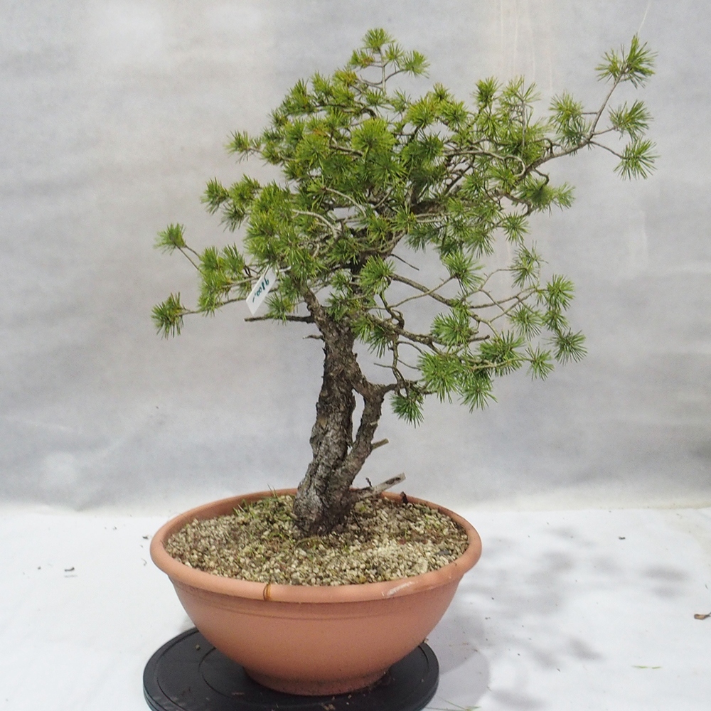Yamadori - Pinus sylvestris 