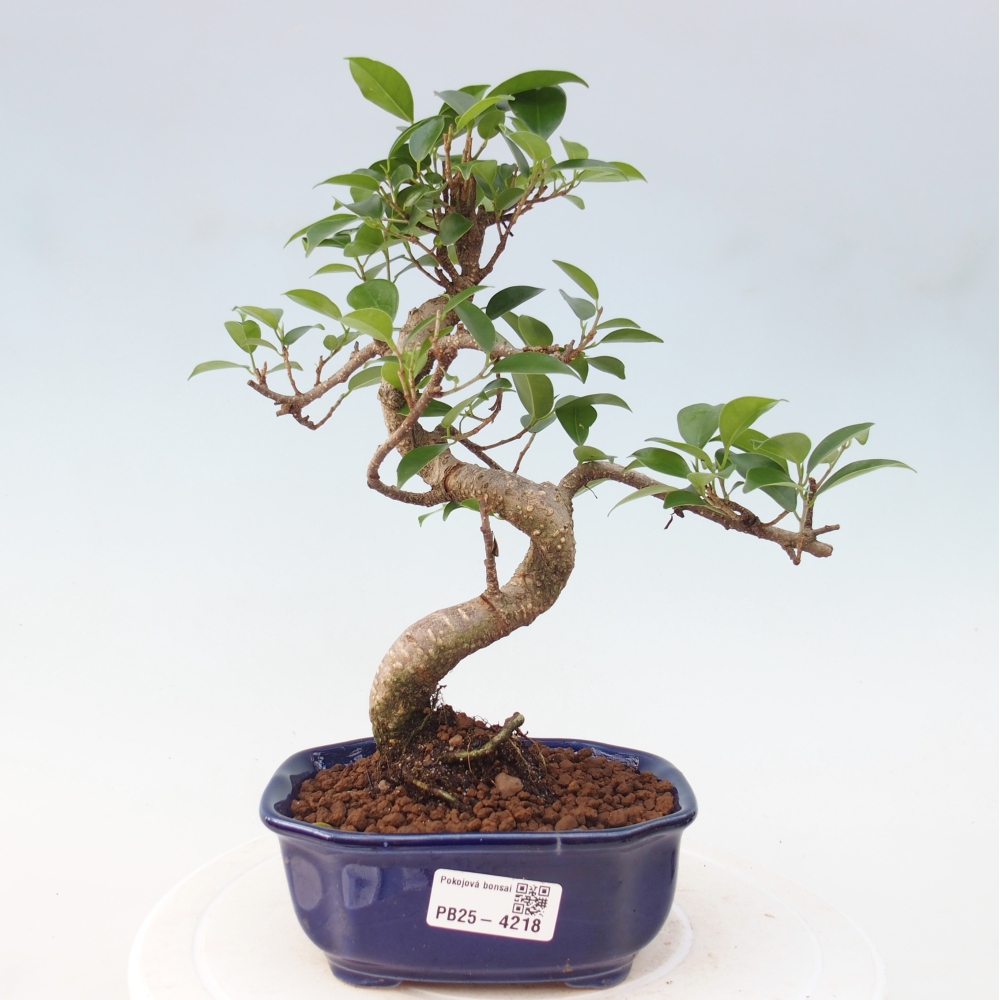 Room bonsai - Ficus retusa - small-leaved ficus