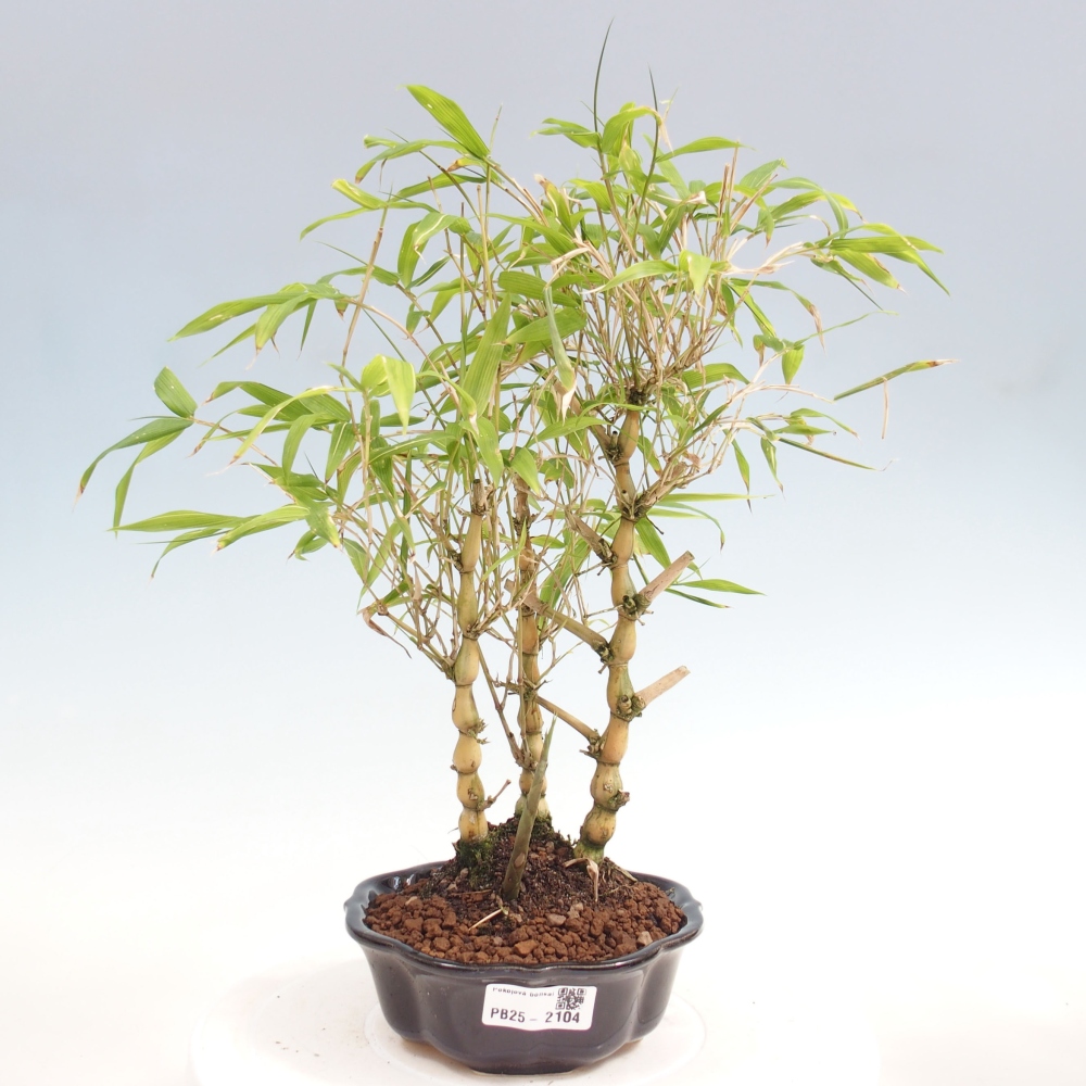 Indoor bonsai - Bamboo Buddha-Bamboo Buddha's belly