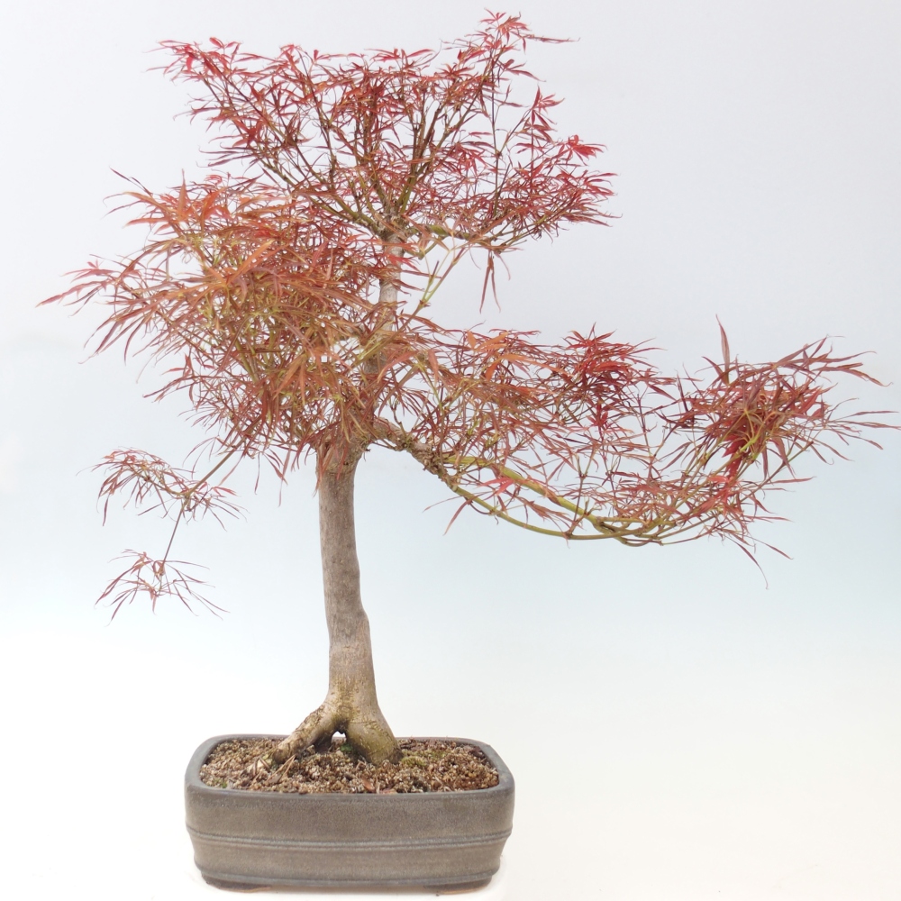 Outdoor bonsai - Acer palmatum RED PYGMY