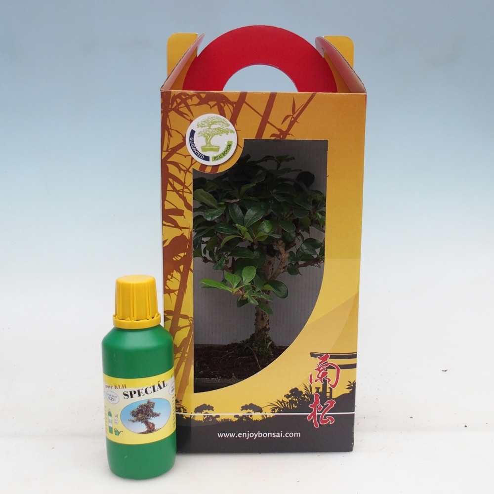 Room bonsai in gift box Carmona microphylla - Tea fuki