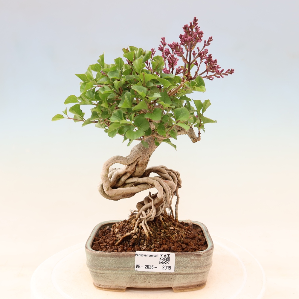 Outdoor bonsai - Syringa microphylla - small-flowered lilac