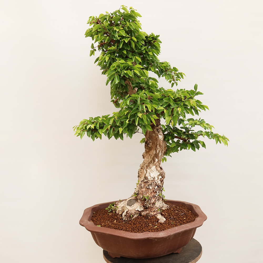 Outdoor bonsai - Carpinus Coreana - Korean hornbeam