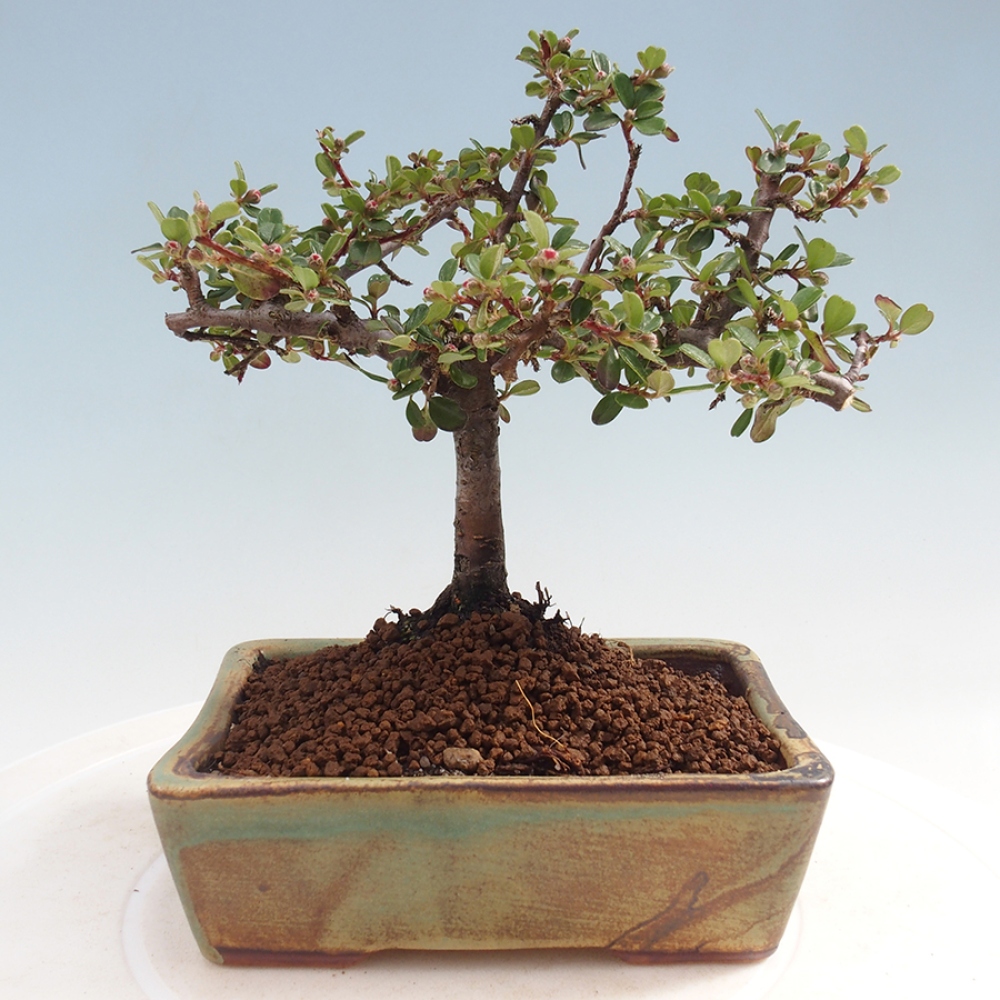 Outdoor bonsai - Cotoneaster horizontalis - Rock tree