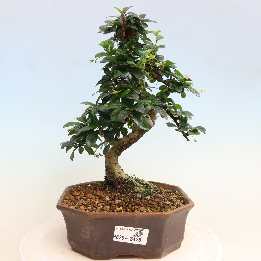 Room bonsai - Carmona macrophylla - Tea fuki
