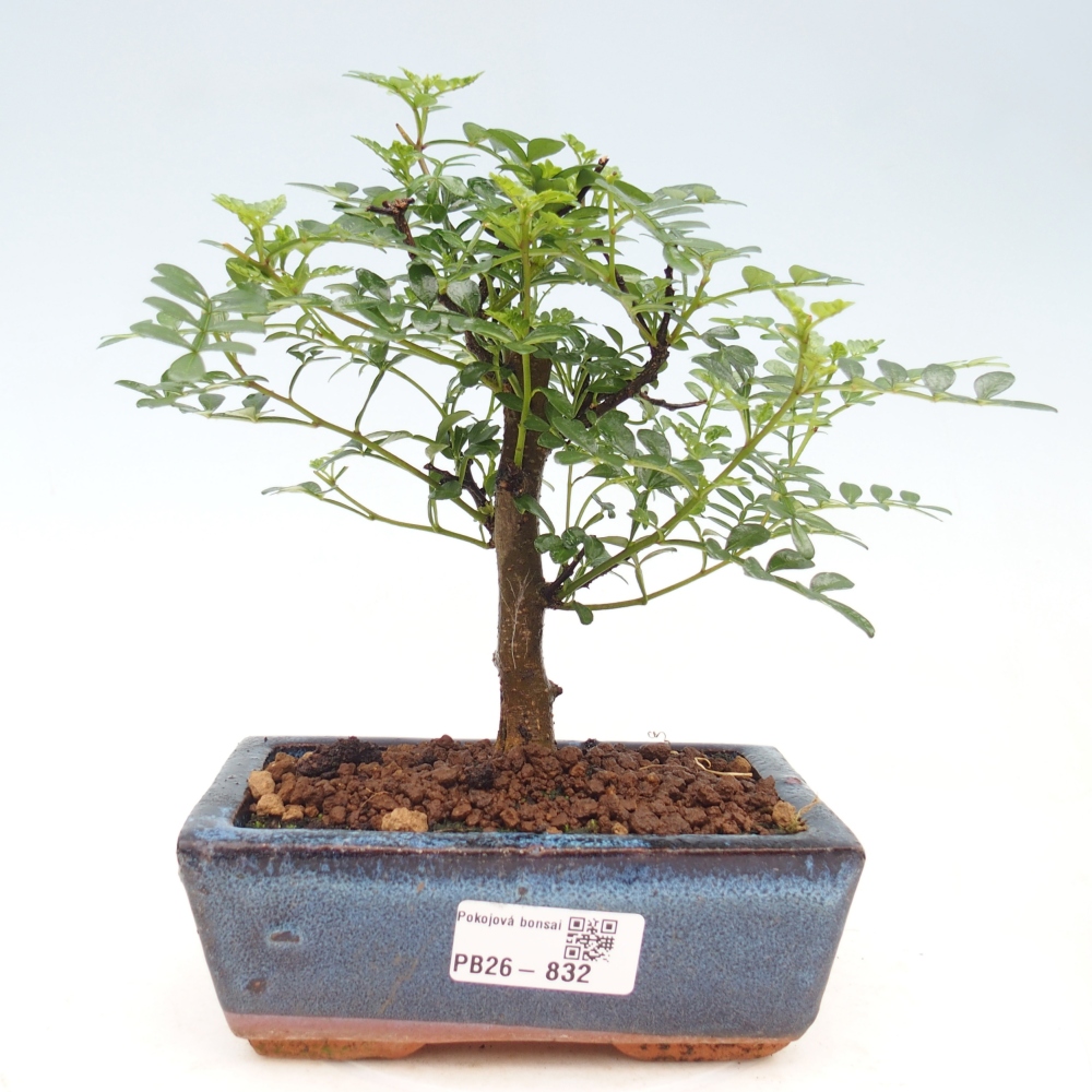 Room bonsai - Zantoxylum piperitum - pepper tree