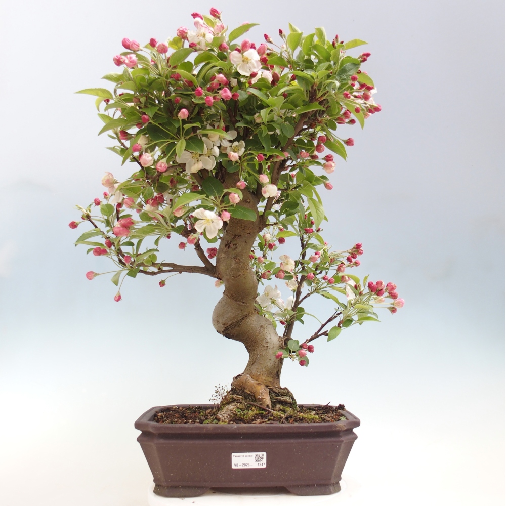 Outdoor bonsai -Malus halliana - Small-fruited apple tree