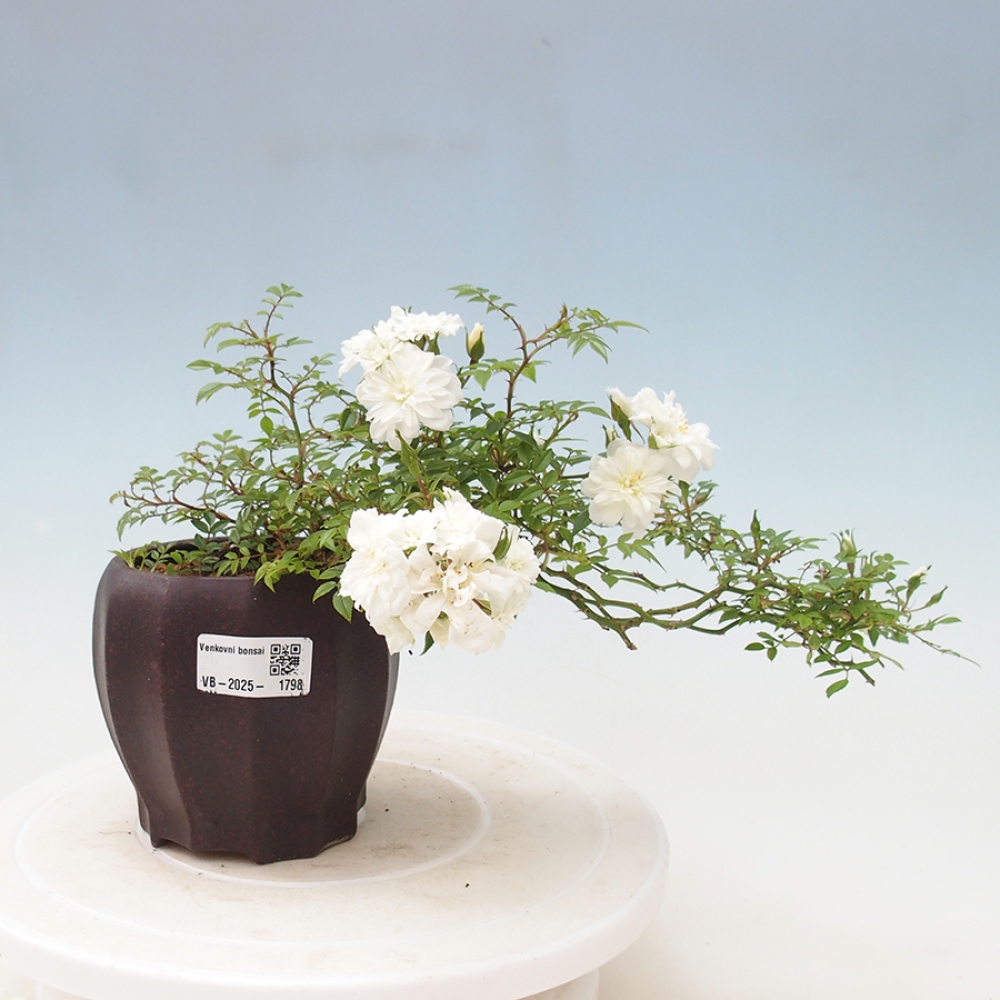 Outdoor bonsai - Rosa Sea Foam -  rose