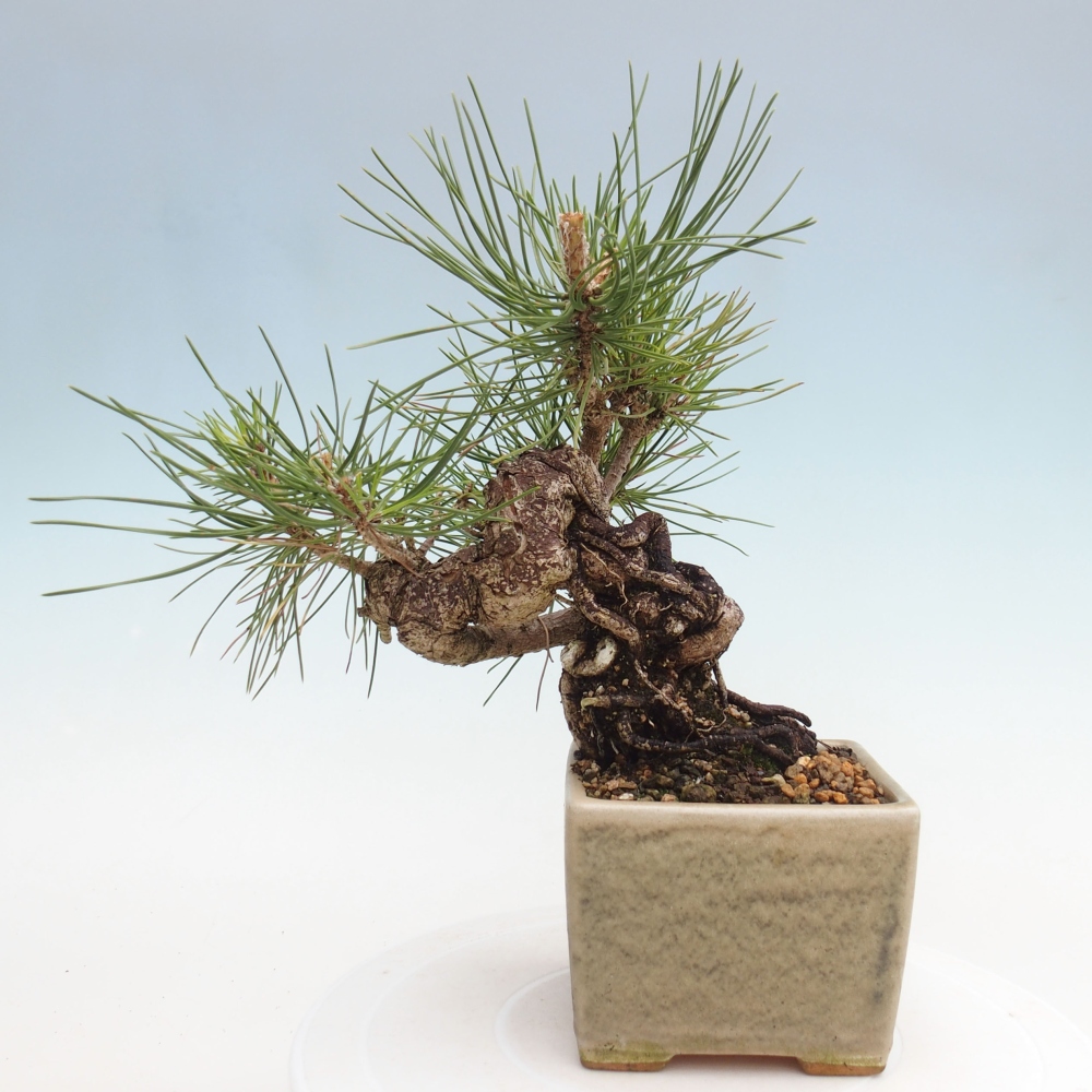 Outdoor bonsai - Pinus thunbergii - Thunbergia pine