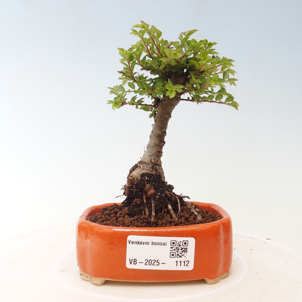 Outdoor bonsai - Ulmus parvifolia Sagei - Small-leaved elm