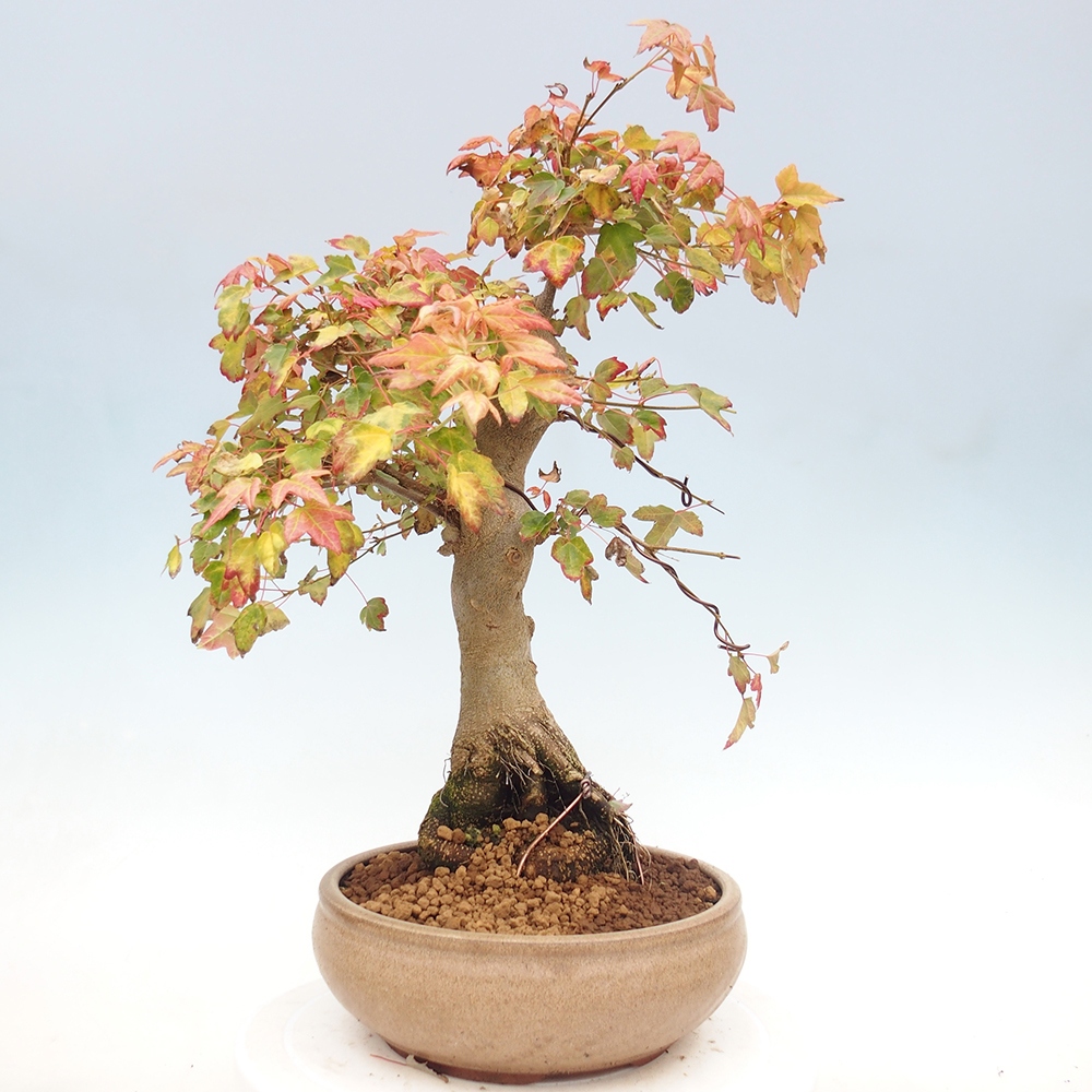 Outdoor bonsai - Maple Buergerianum - Burger Maple