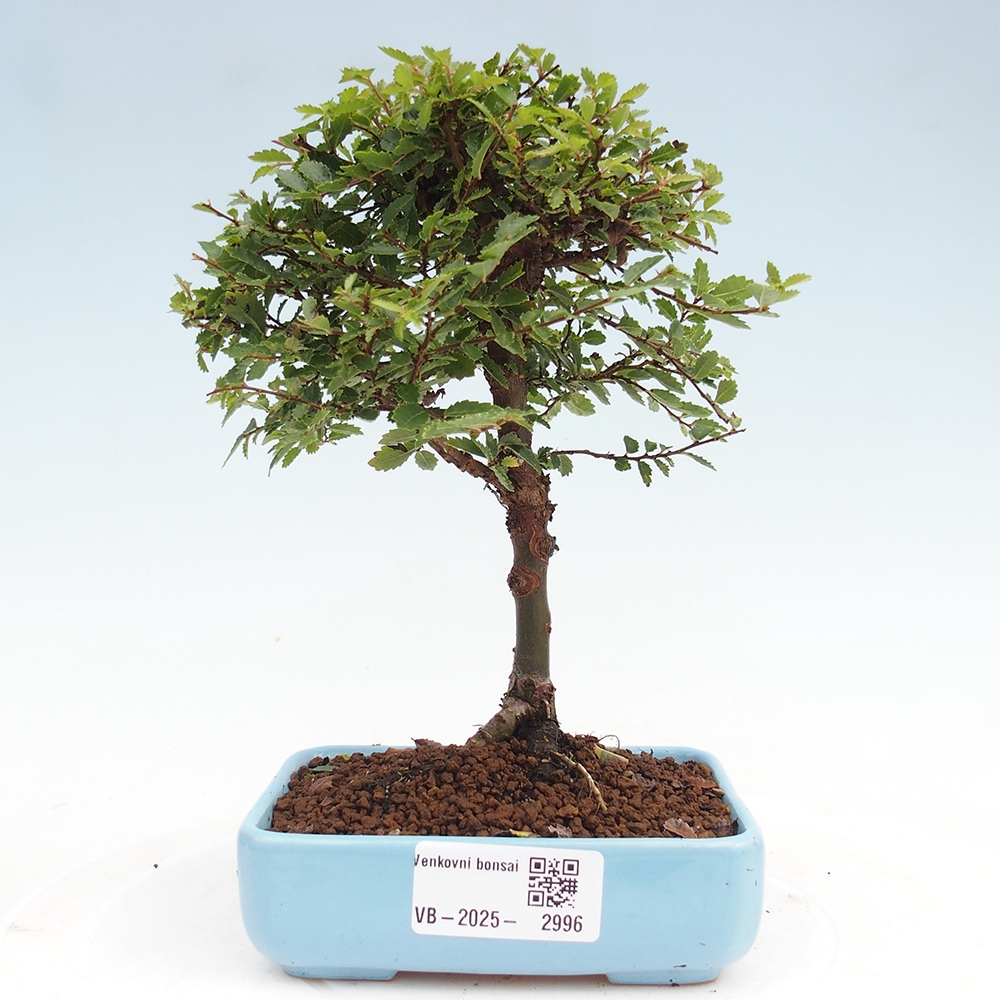 Outdoor bonsai - Ulmus parvifolia Sagei - Small-leaved elm