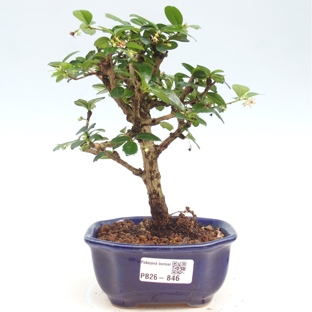 Room bonsai - Carmona macrophylla - Tea fuki