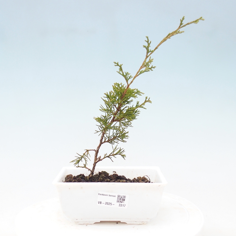 Outdoor bonsai - Juniperus chinensis Itoigawa - Chinese juniper