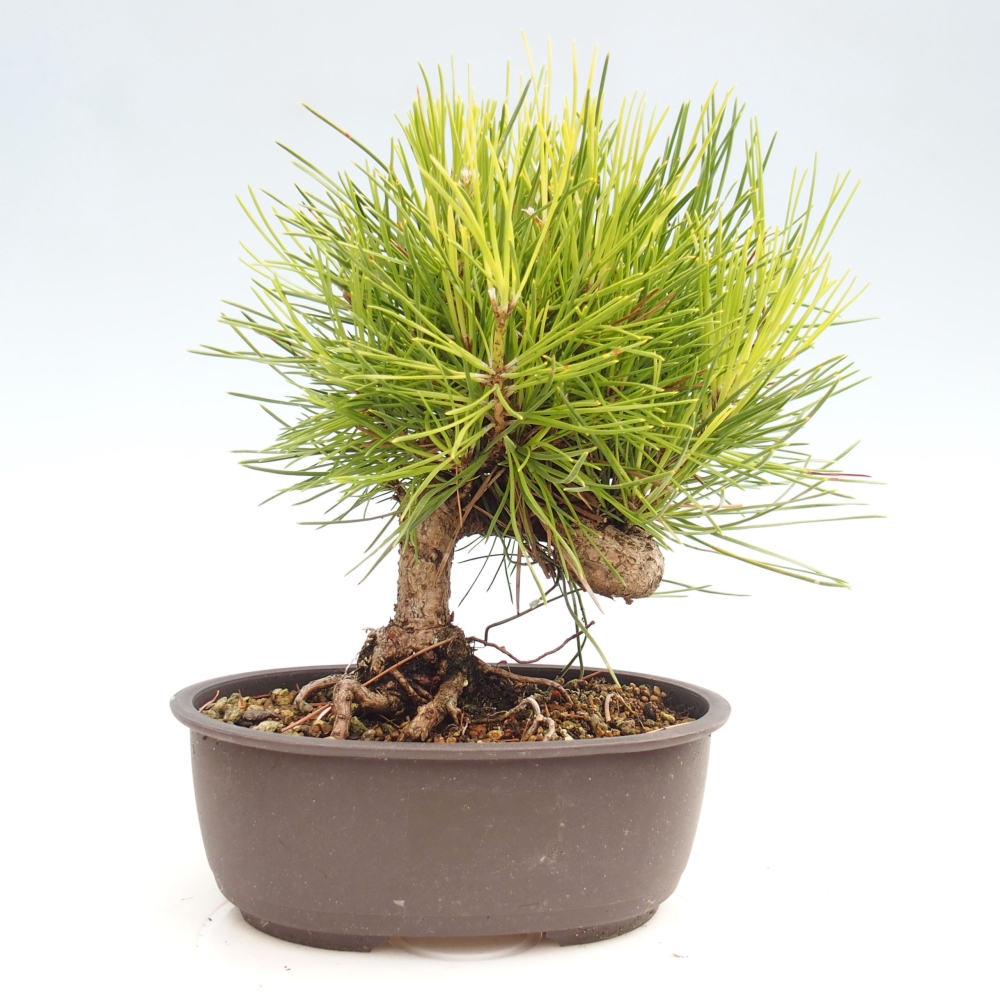 Outdoor bonsai - Pinus thunbergii - Thunbergia pine
