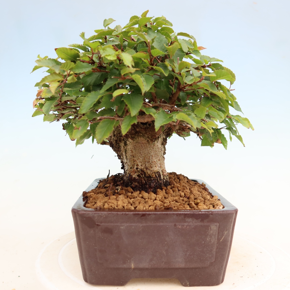 Outdoor bonsai -Carpinus coreana - Korean Hornbeam