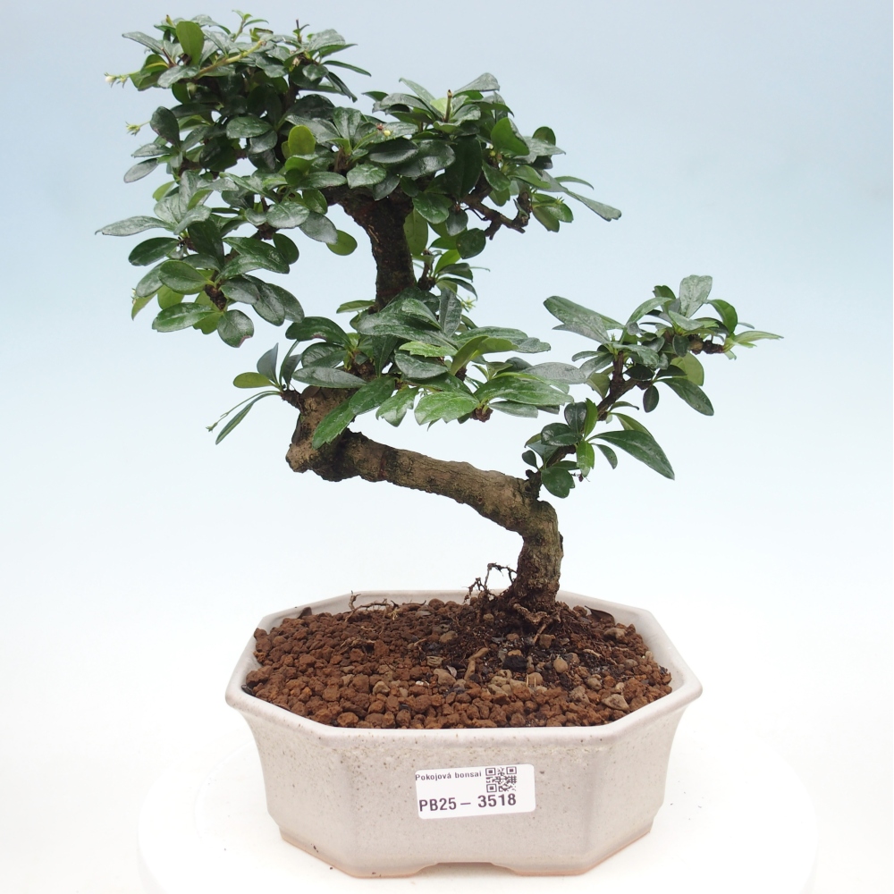 Room bonsai - Carmona macrophylla - Tea fuki