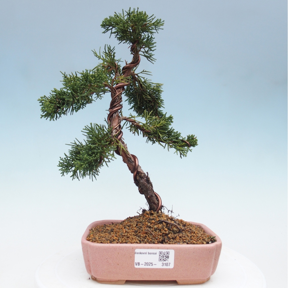 Outdoor bonsai - Juniperus chinensis Kishu - Chinese Juniper