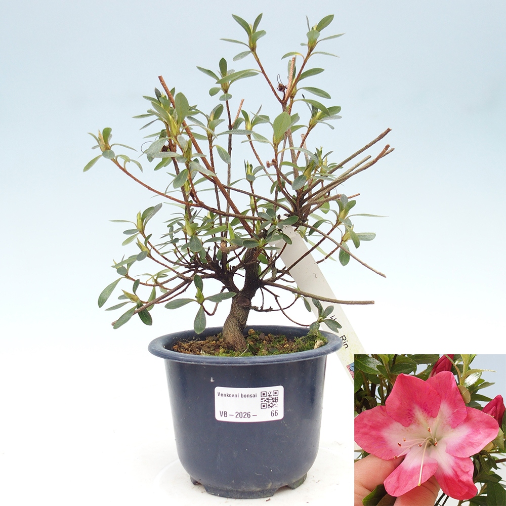 Outdoor bonsai - Japanese Azalea - Azalea Rin
