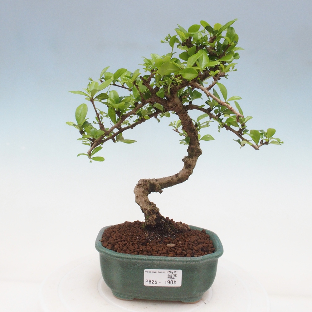 Indoor bonsai - Carmona macrophylla - Fuki tea