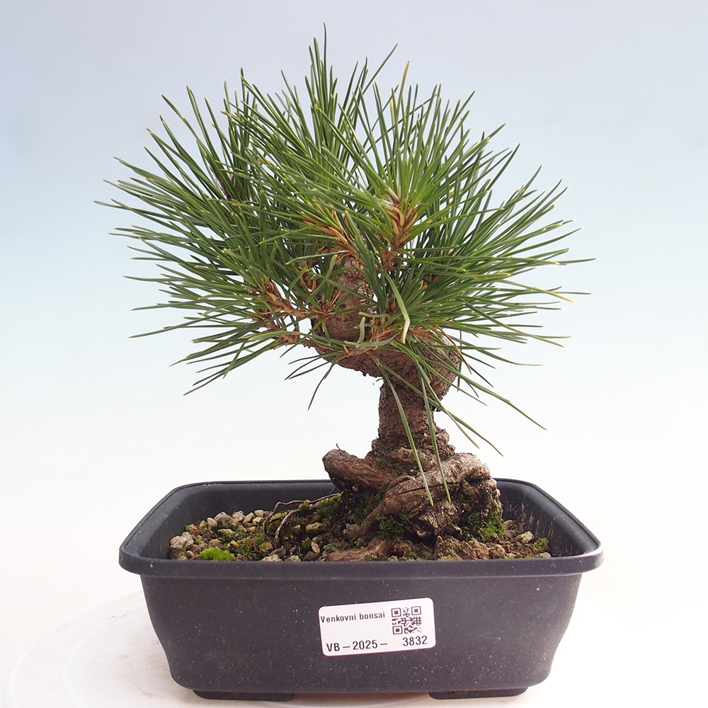 Outdoor bonsai - Pinus thunbergii - Thunberg pine
