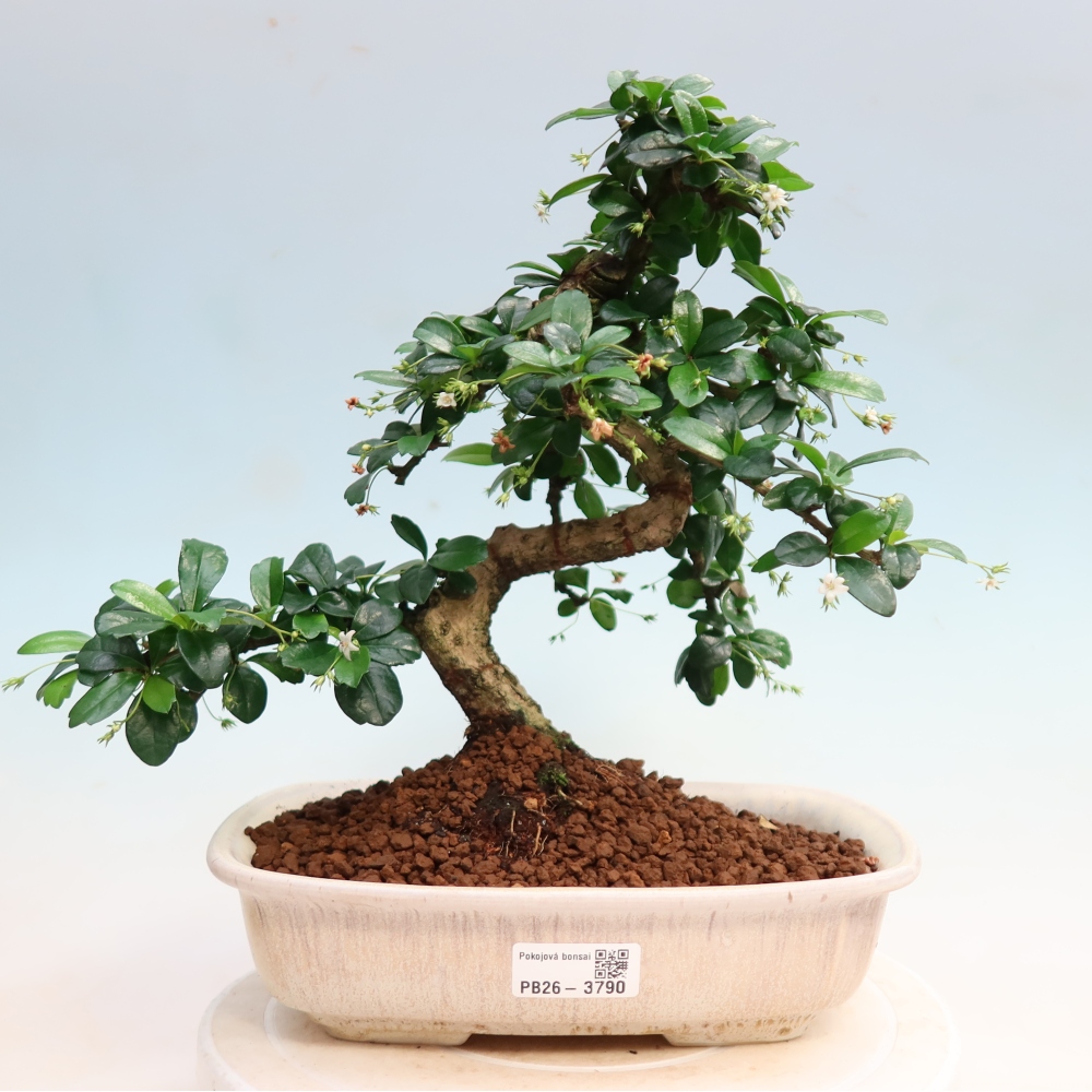 Room bonsai - Carmona macrophylla - Tea fuki