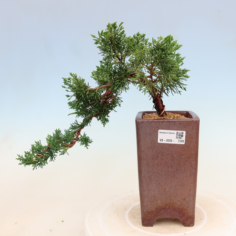 Outdoor bonsai - Juniperus chinensis Kishu