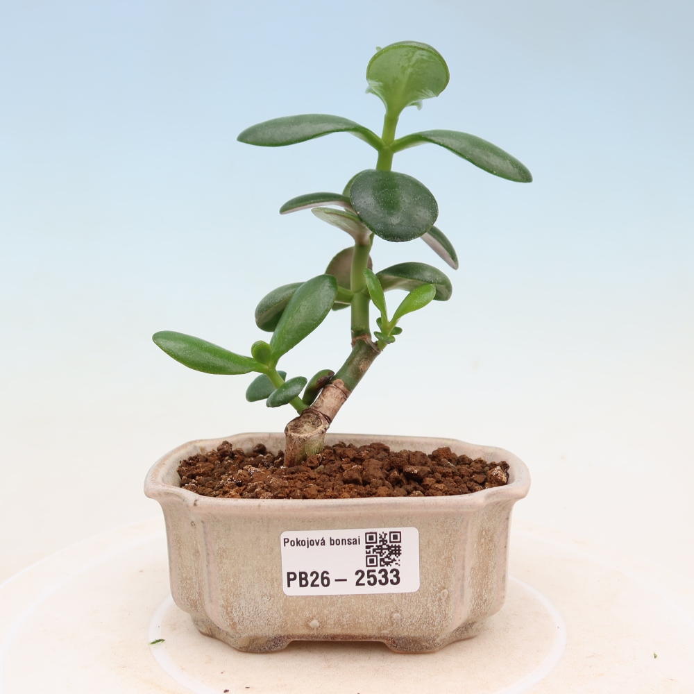 Room bonsai - Portulakaria Afra - Tlustice