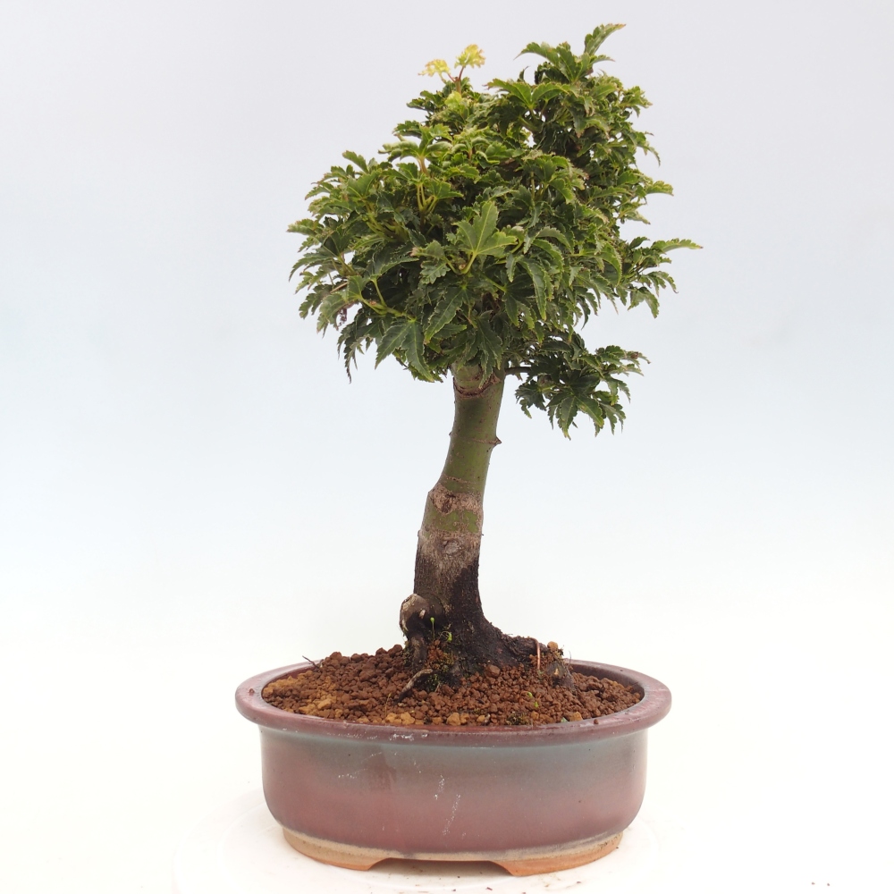 Outdoor bonsai - Acer palmatum Shishigashira maple