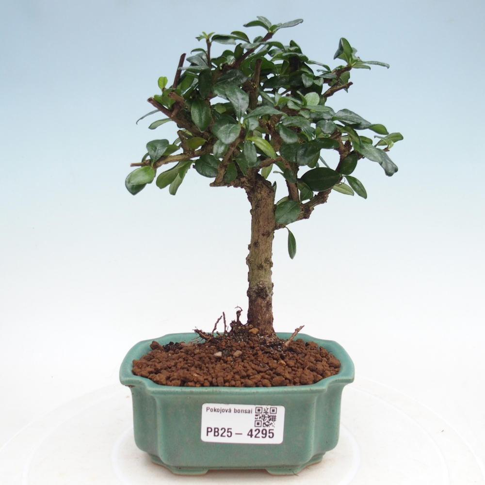 Room bonsai - Carmona macrophylla - Tea fuki