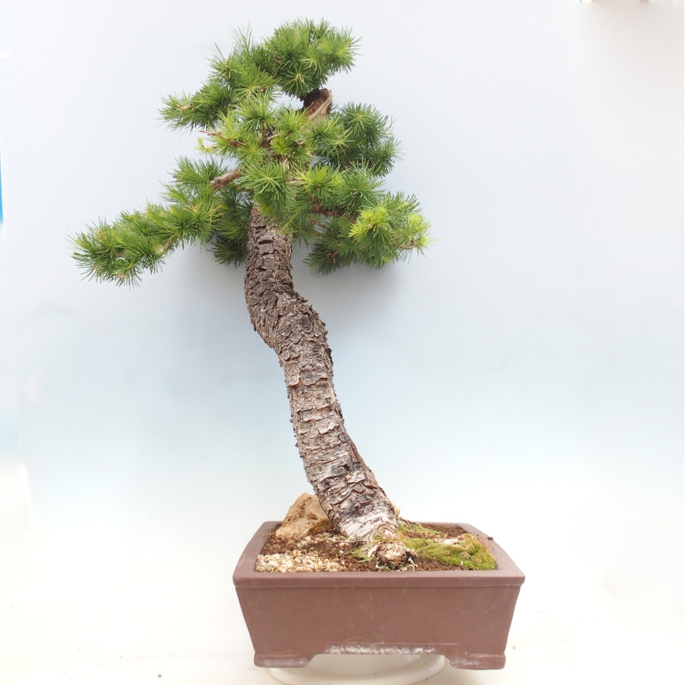 Outdoor bonsai -Larix decidua - Larch