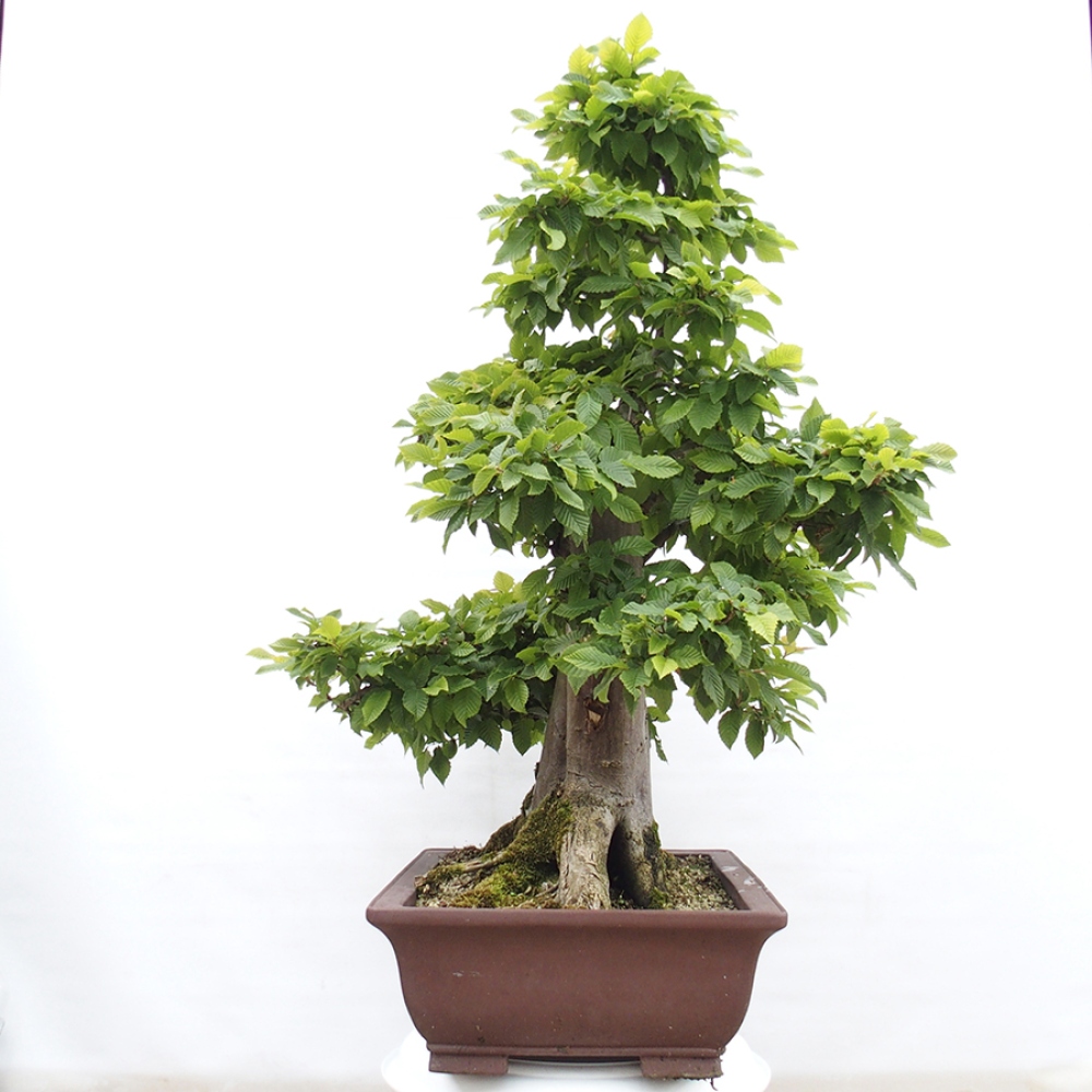 Outdoor bonsai - Hornbeam - Carpinus betulus