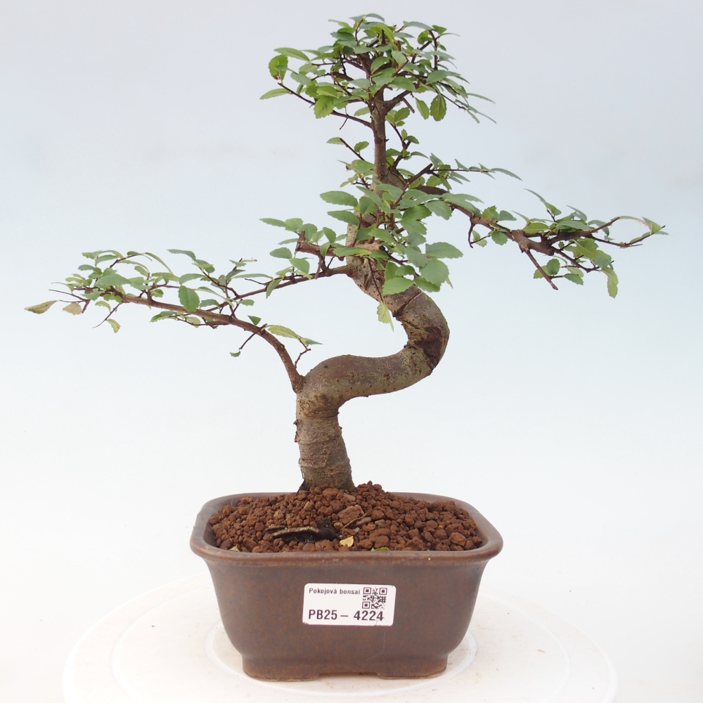 Room bonsai - Ulmus parvifolia - Small-leaved elm