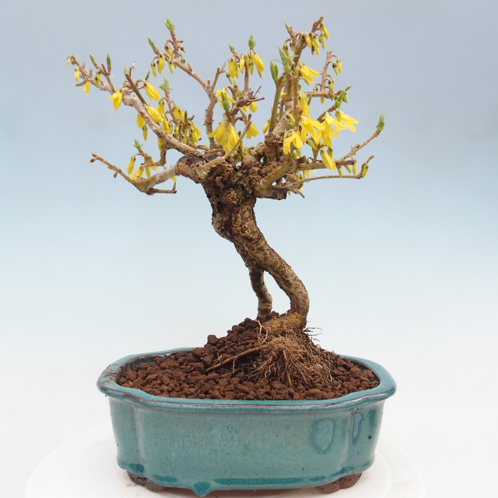 Outdoor bonsai - Zlatice - Forsythia koreana