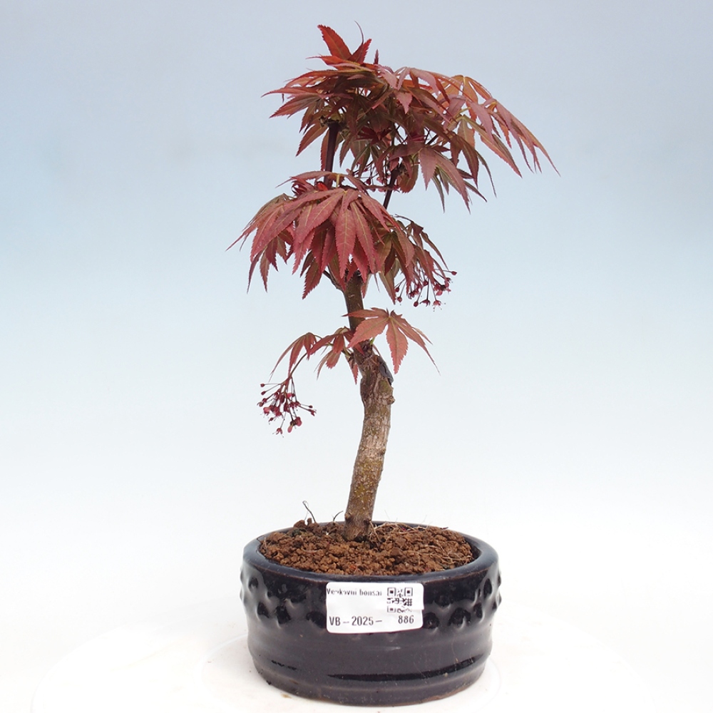 Outdoor bonsai - Acer palm. Atropurpureum-Palmleaf Maple