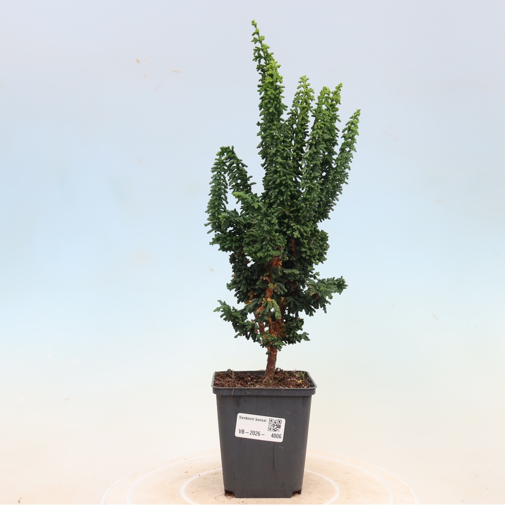 Outdoor bonsai - Cham. obtusa SEKKA HINOKI - Cypress
