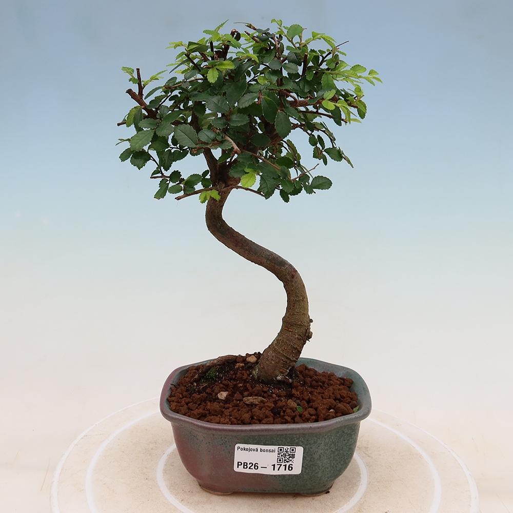 Room bonsai - Ulmus parvifolia - Small-leaved elm