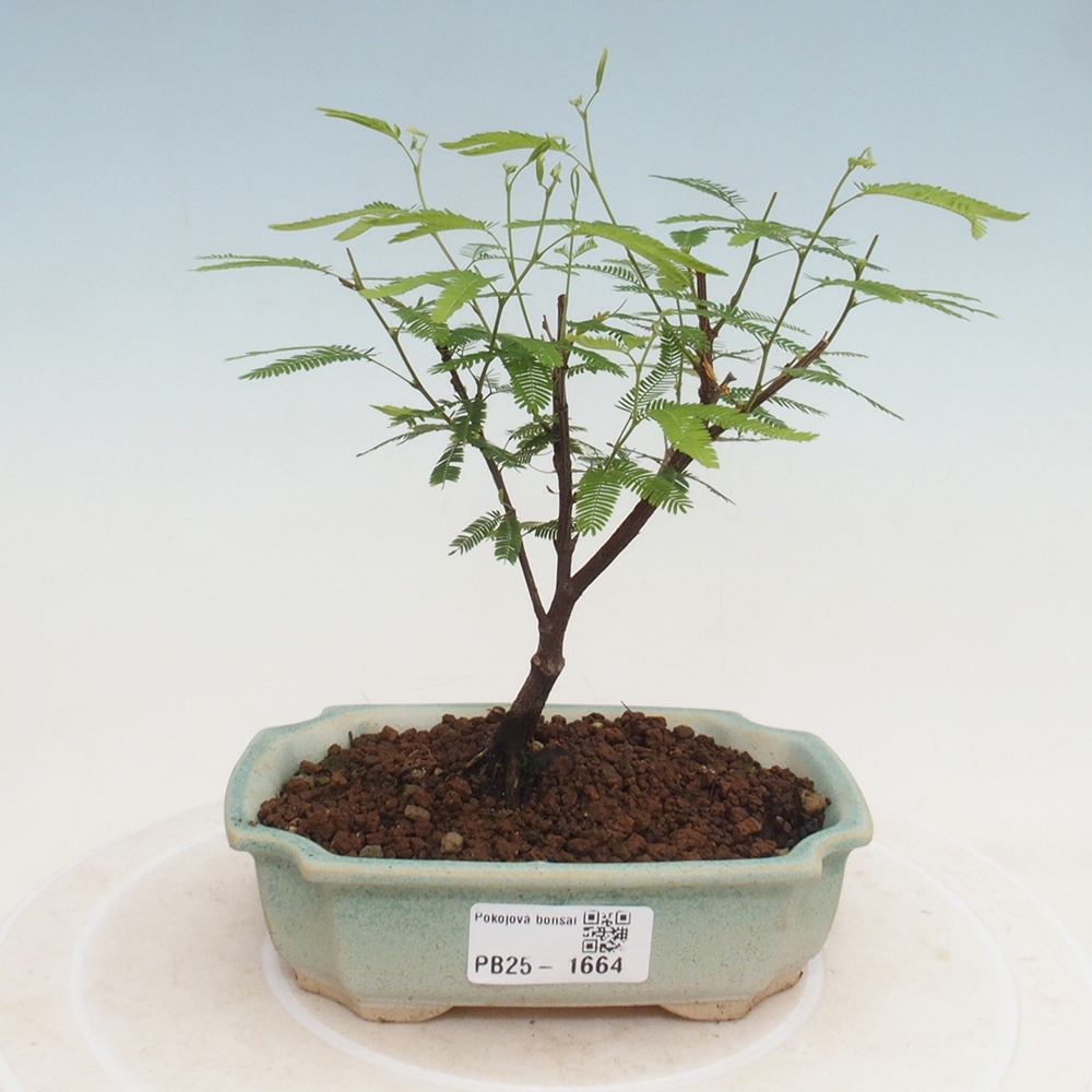 Room bonsai-Calliandra surinamensis Dixie Pink -Kaliandra of Suria