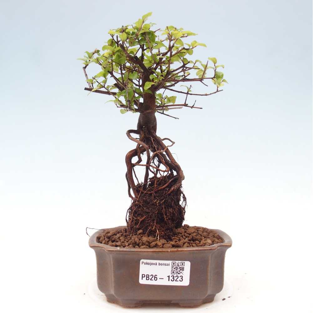 Room bonsai - Sageretia thea - Sageretia thea