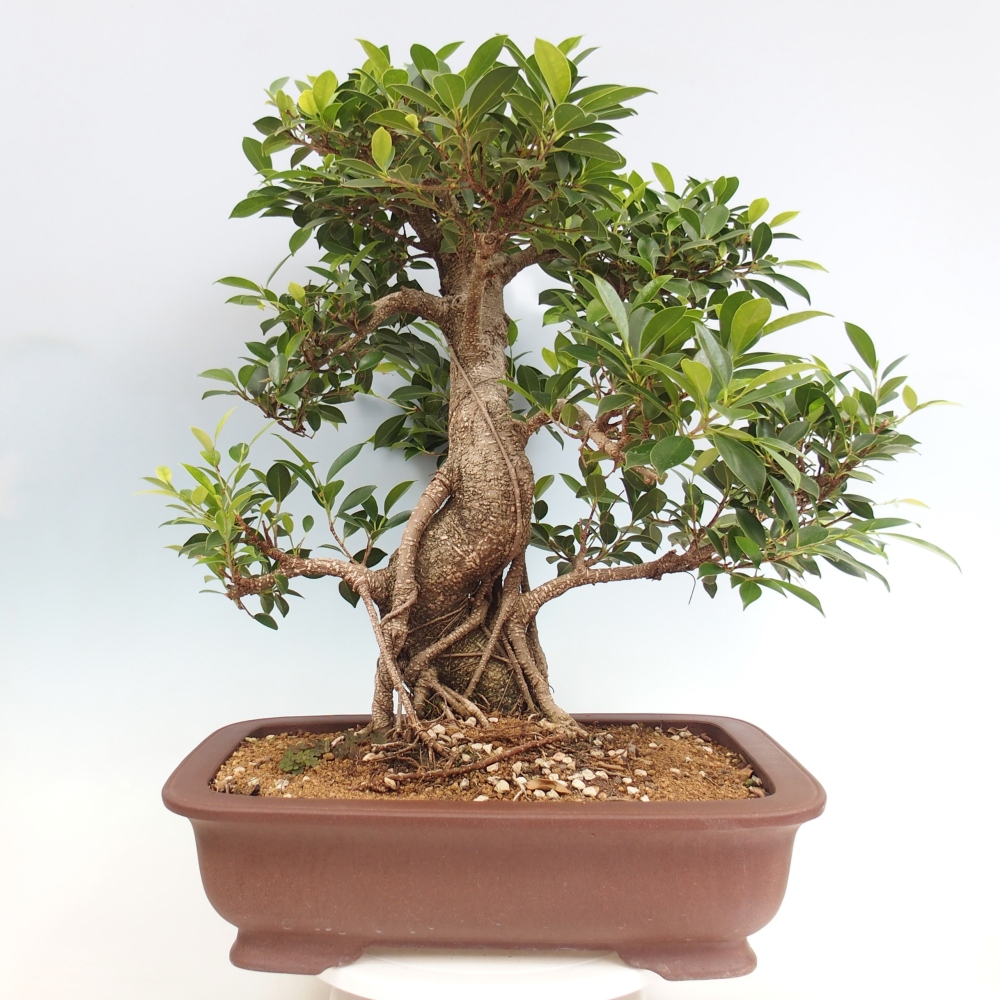 Room bonsai - Ficus kimmen - small-leaved ficus - PERSONAL COLLECTION ONLY or pallet transport