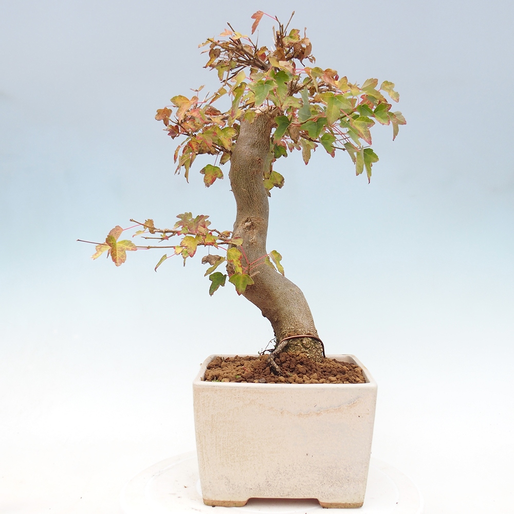 Outdoor bonsai - Maple Buergerianum - Burger Maple