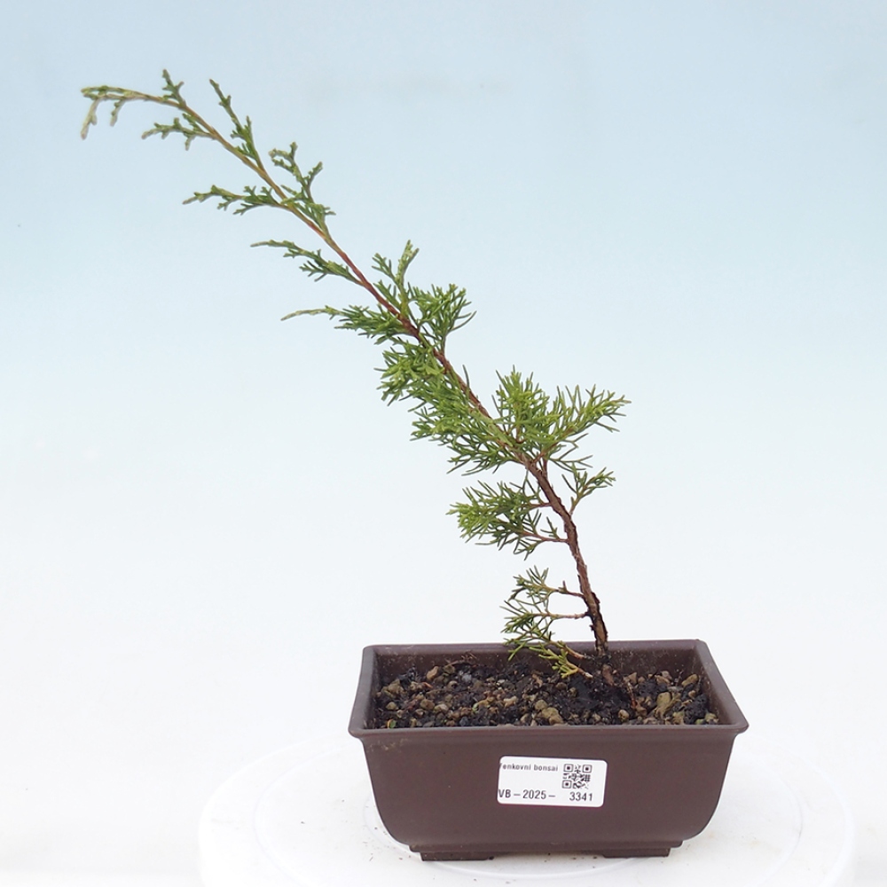 Outdoor bonsai - Juniperus chinensis Itoigawa - Chinese juniper