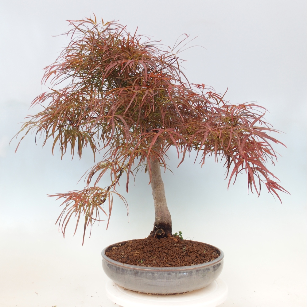Outdoor bonsai - Acer palmatum RED PYGMY