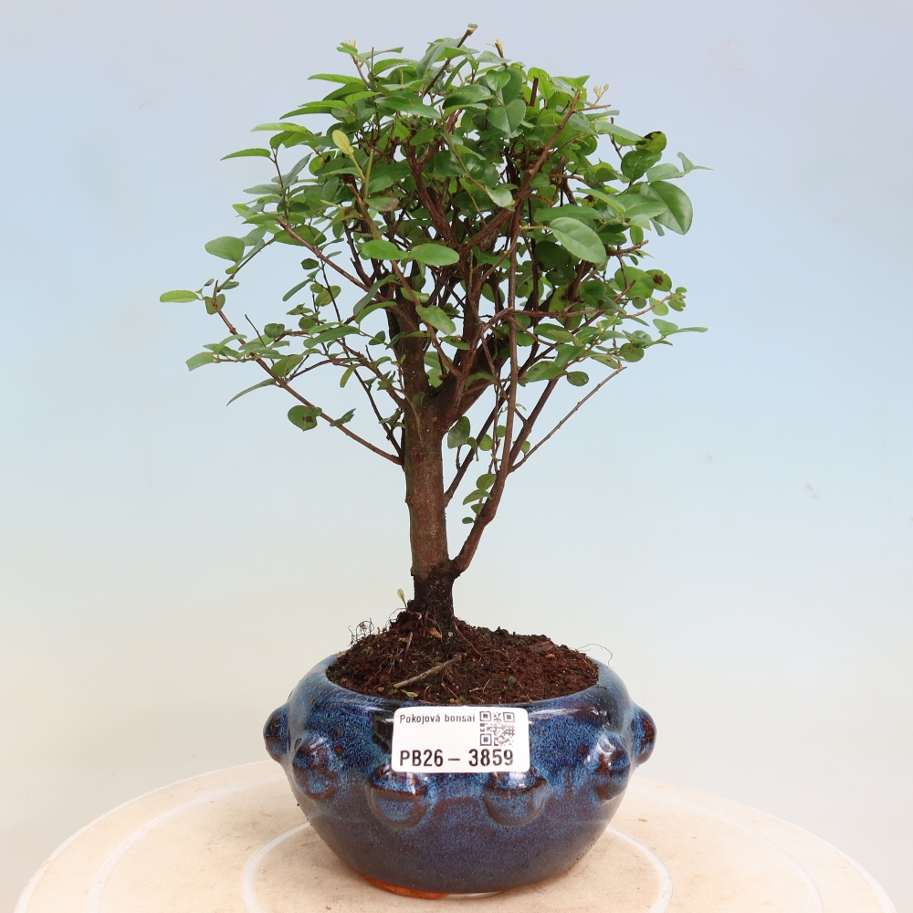 Room bonsai - Sageretia thea - Sageretia thea