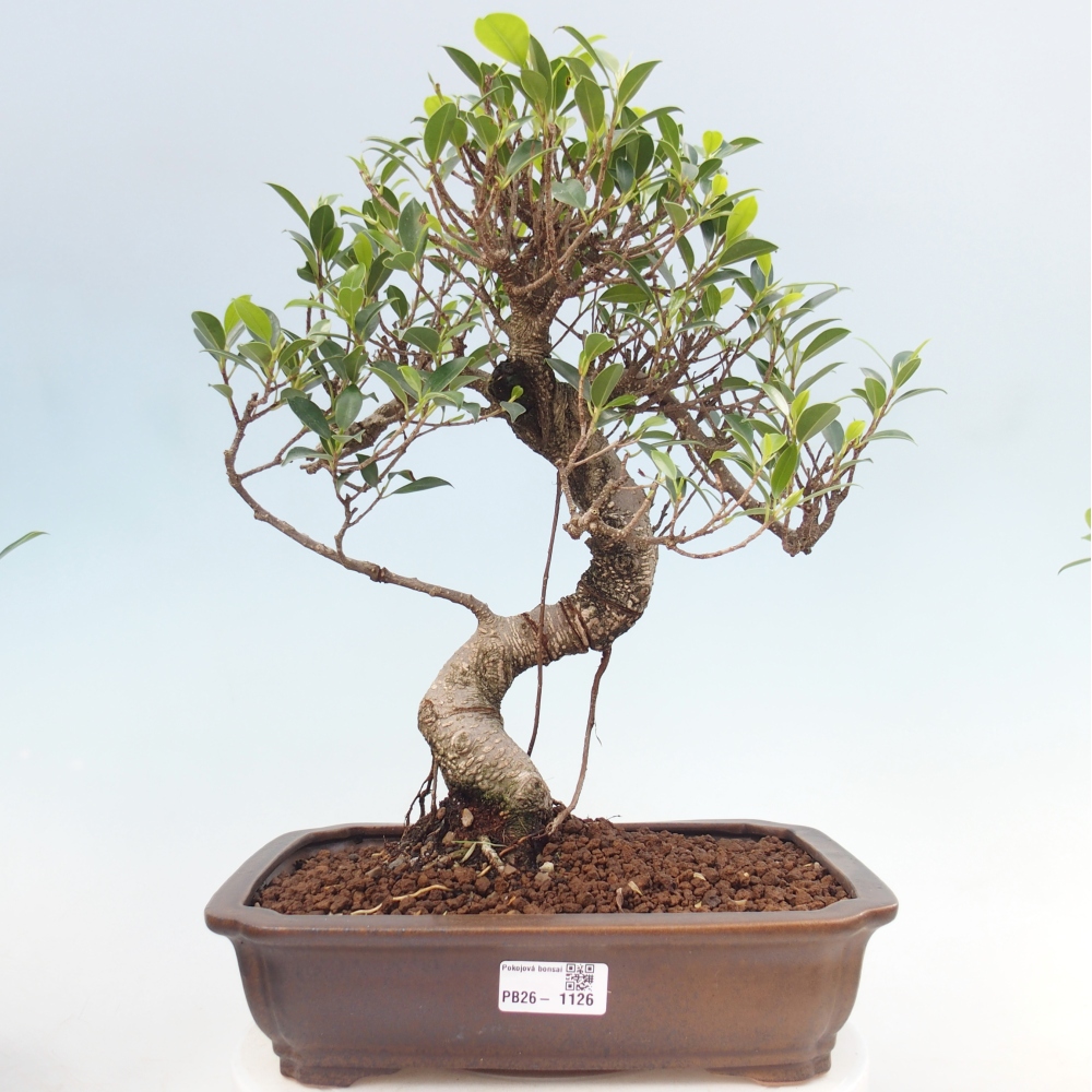 Room bonsai - Ficus kimmen - small-leaved ficus