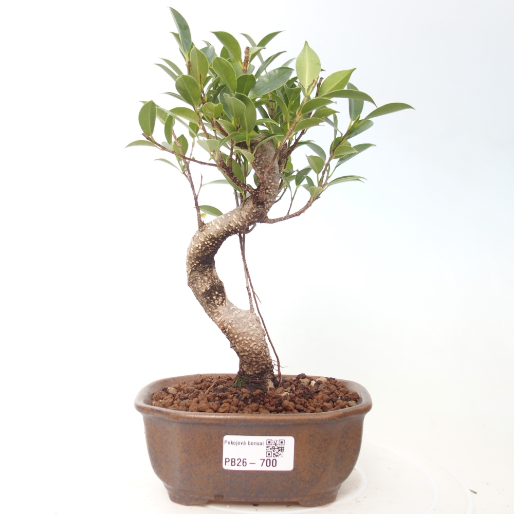 Room bonsai - Ficus retusa - small-leaved ficus