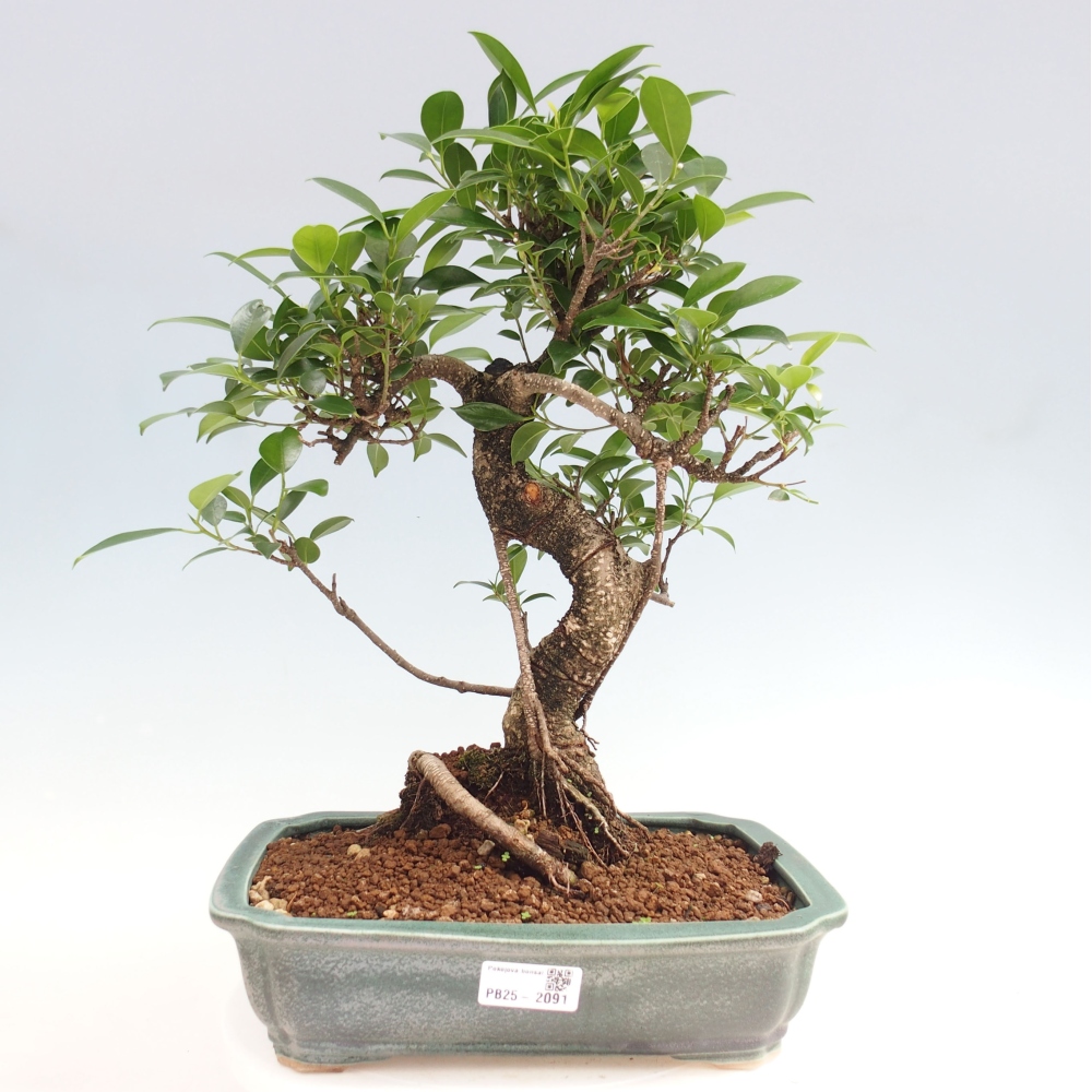 Indoor bonsai - Ficus kimmen - small-leaved ficus