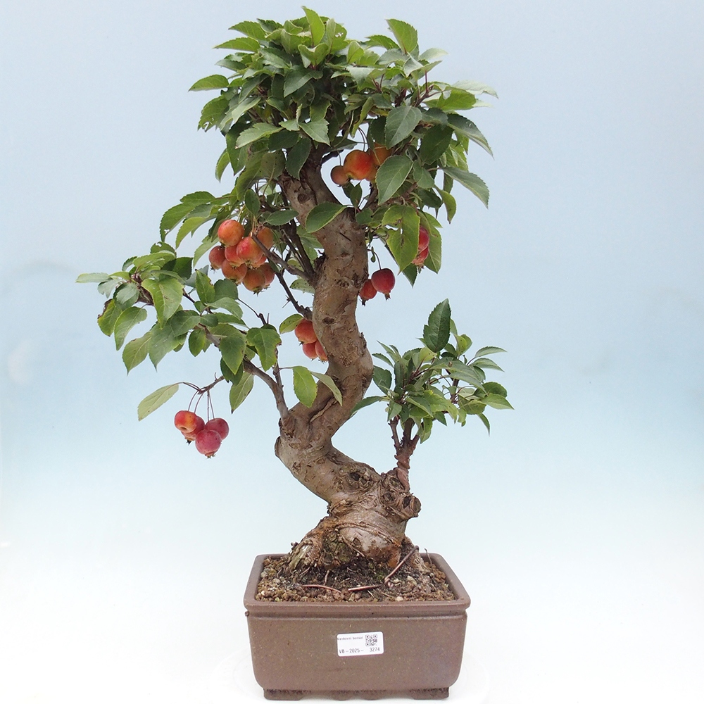 Outdoor bonsai - Malus halliana - Small-fruited apple tree