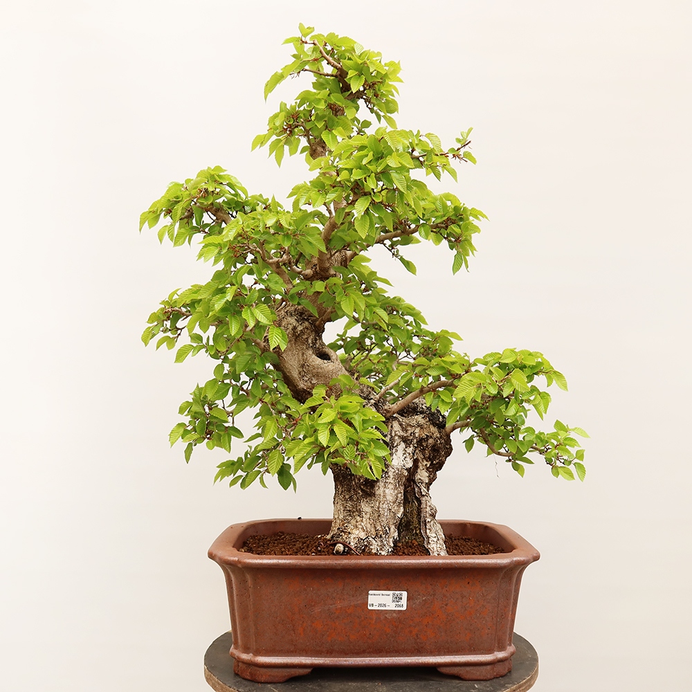 Outdoor bonsai - Carpinus Coreana - Korean hornbeam